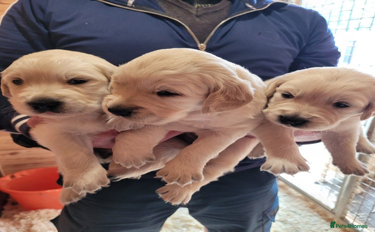 Golden Retriever dogs - Advert 1