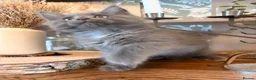 Ragcoon cats for sale: Last of litter affectionate playful Ragcoon baby  - Advert 18