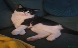 Mixed Breed cats for sale: girl and boy kitten looking for forever home - Image 6