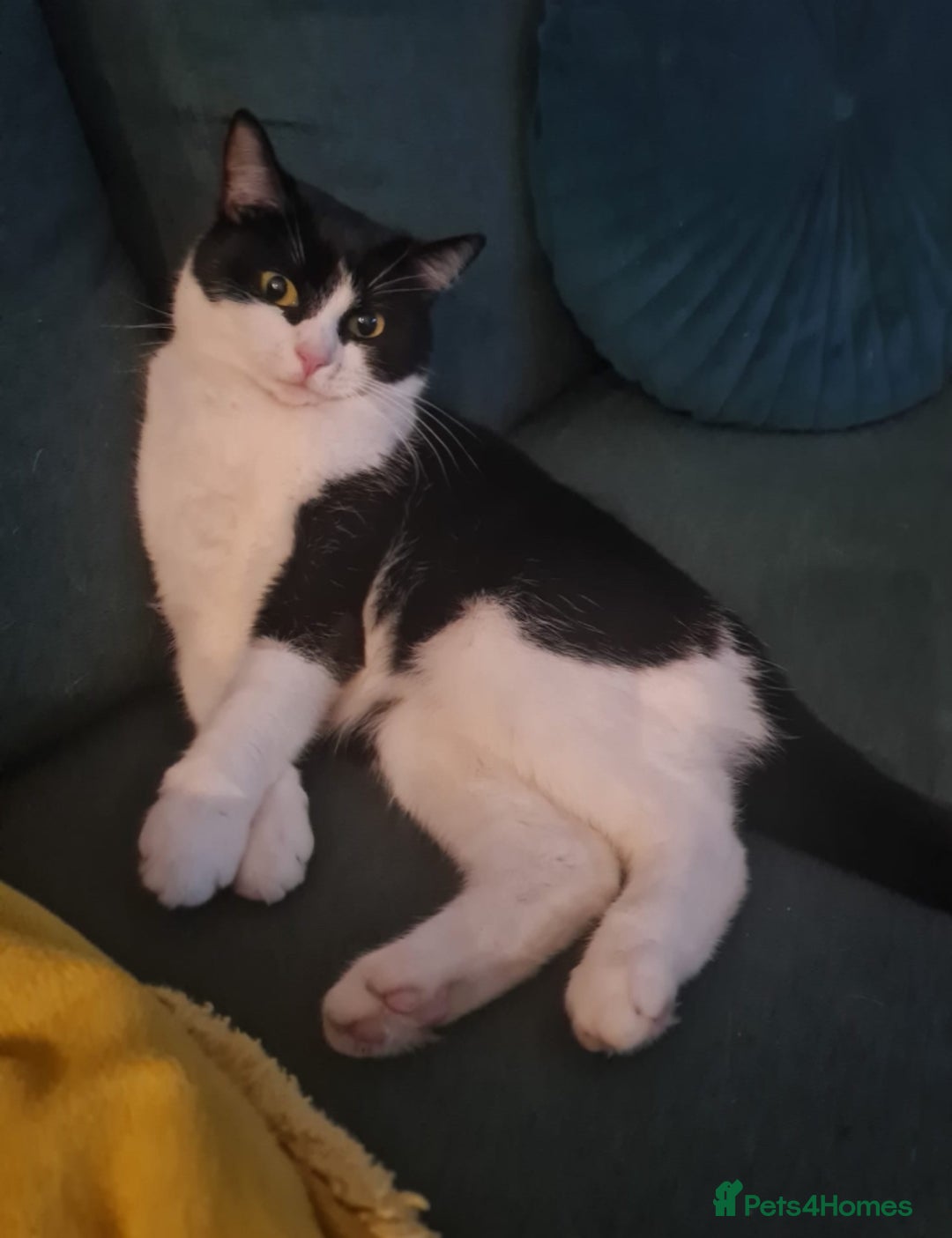 Mixed Breed cats for sale: girl and boy kitten looking for forever home - Image 6