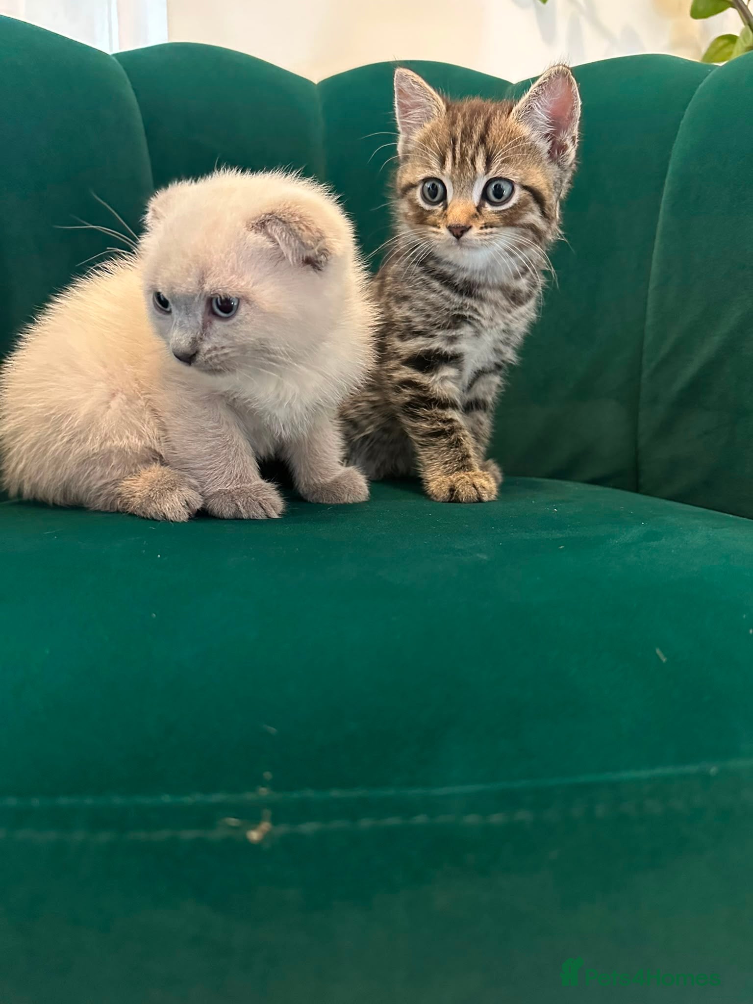 Scottish Fold cats ✨Adorable Scottish Fold Kittens 🐾 - Advert 11