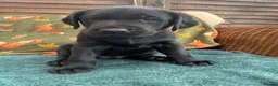 Labrador Retriever dogs for sale: Labrador puppies for sale - Advert 12