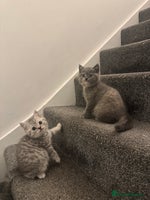 British Shorthair cats - Advert 4