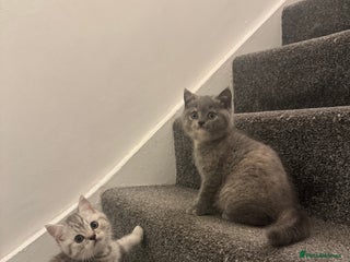 British Shorthair cats - Advert 1