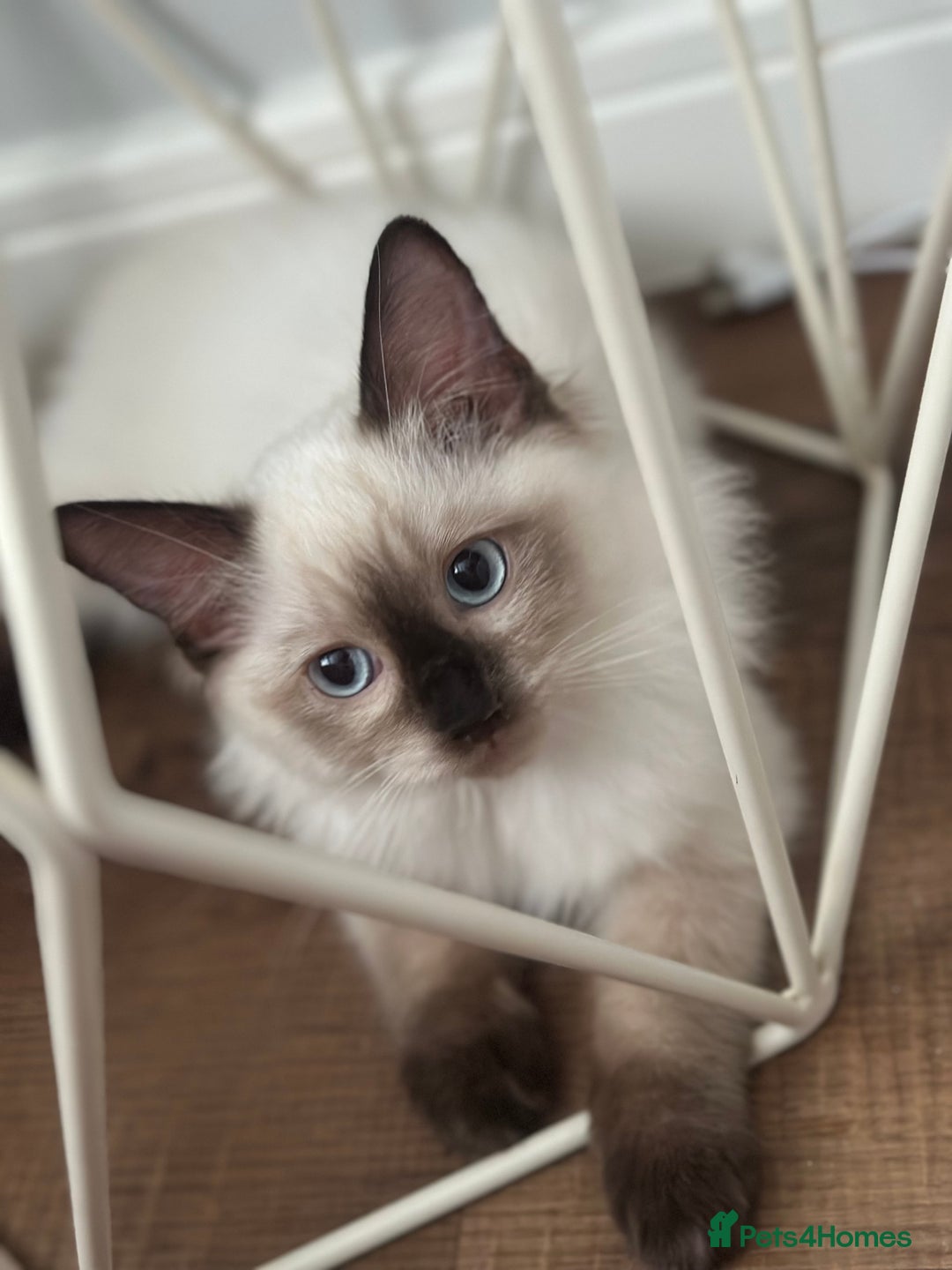 Ragdoll cats for sale: ✨Seal Point Male - Ready from 15th Nov 💙 - Image 2