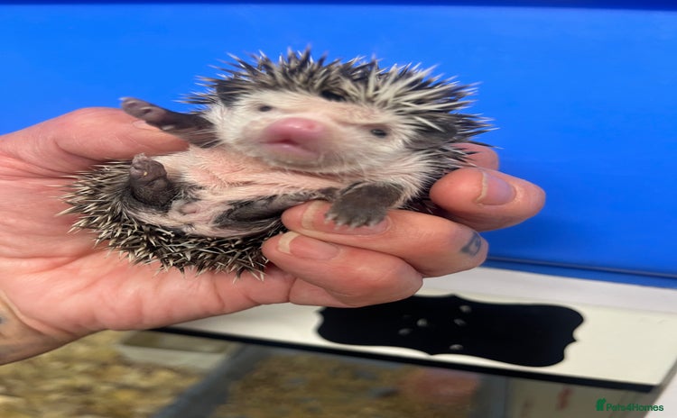 Pygmy Hedgehog rodents - Advert 5