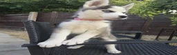 Siberian Husky dogs for sale: lovely pure breed husky puppies, ready to go in London - Advert 6