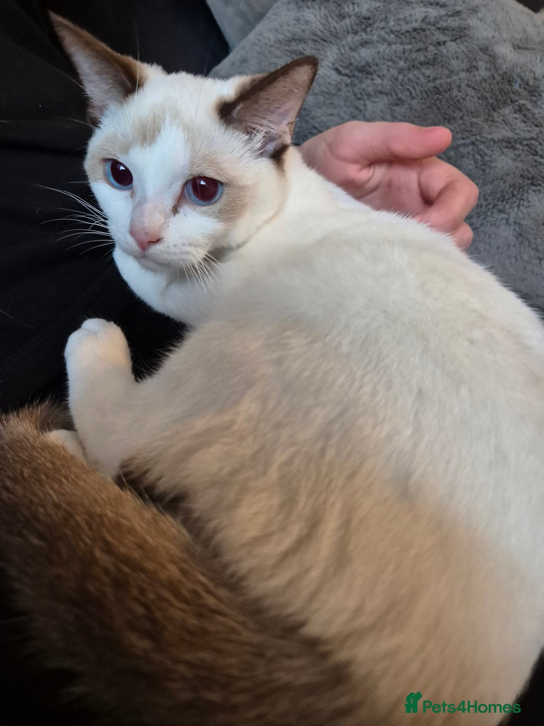 Snowshoe cats for sale: Pedigree Snowshoe kittens ready 8th november  - Image 5