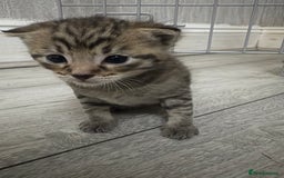 Mixed Breed cats for sale: Tabby Kitten - Image 2