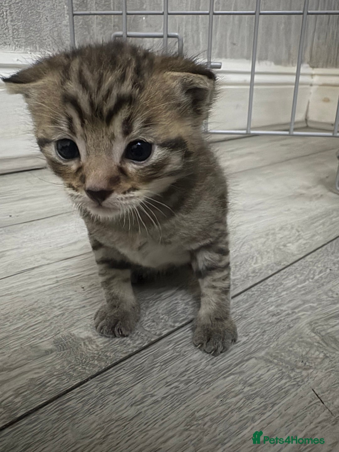 Mixed Breed cats for sale: Tabby Kitten - Image 2
