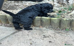 Cockapoo dogs for sale: cockerpoo Puppies 2 Left!  - Image 9