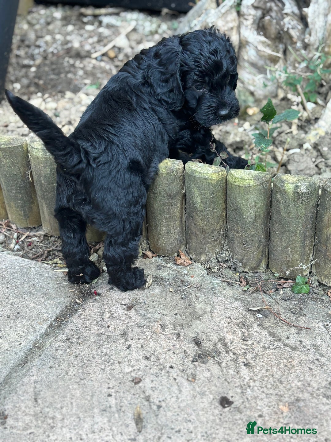 Cockapoo dogs for sale: cockerpoo Puppies 2 Left!  - Image 9