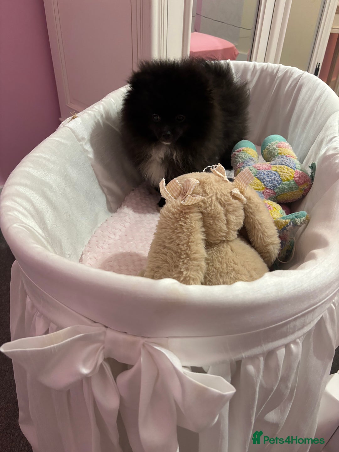 Pomeranian dogs for sale: Pomeranian for sale  - Image 3