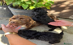 Cockapoo dogs for sale: F1 cocker poo pups for sale  - Image 3