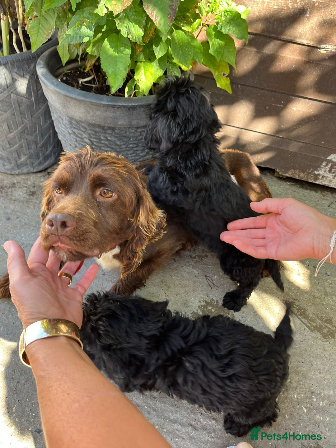 Cockapoo dogs for sale: F1 cocker poo pups for sale  - Image 3