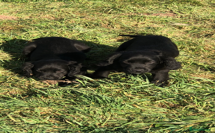 Cocker Spaniel dogs - Advert 2