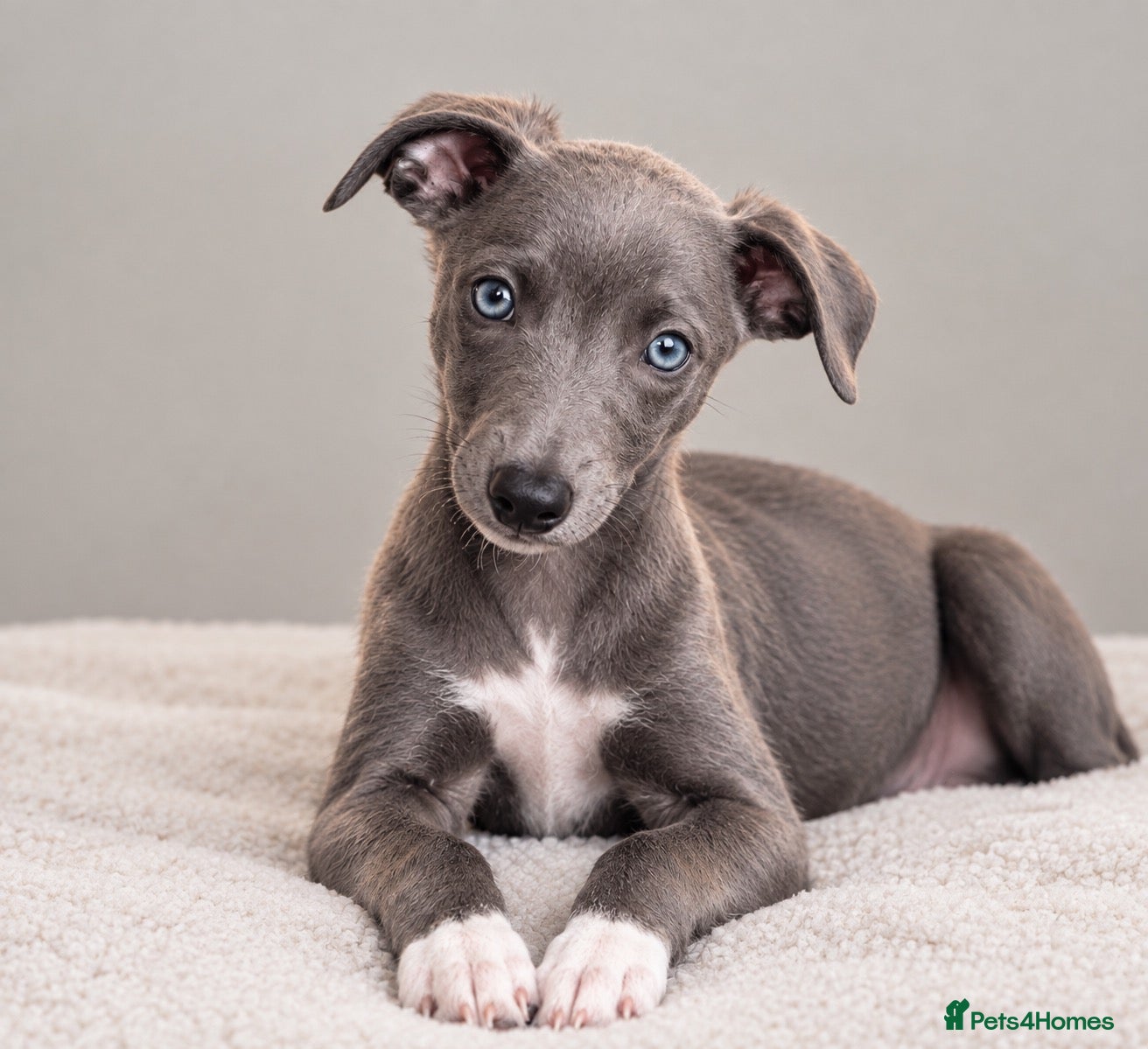 Whippet dogs Whippets ready from the 25th September  - Advert 1