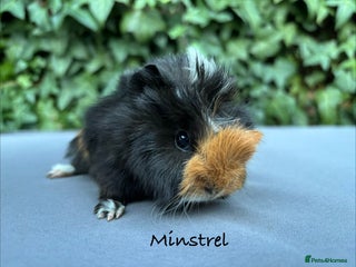 Guinea Pig rodents Baby guinea pigs - Advert 13