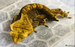 Gecko reptiles for sale: Crested Gecko with Large Exo Terra and Decor - Image 2