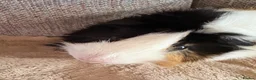 Guinea Pig rodents for sale: Boar guinea pig  in Walton on the Naze - Advert 3