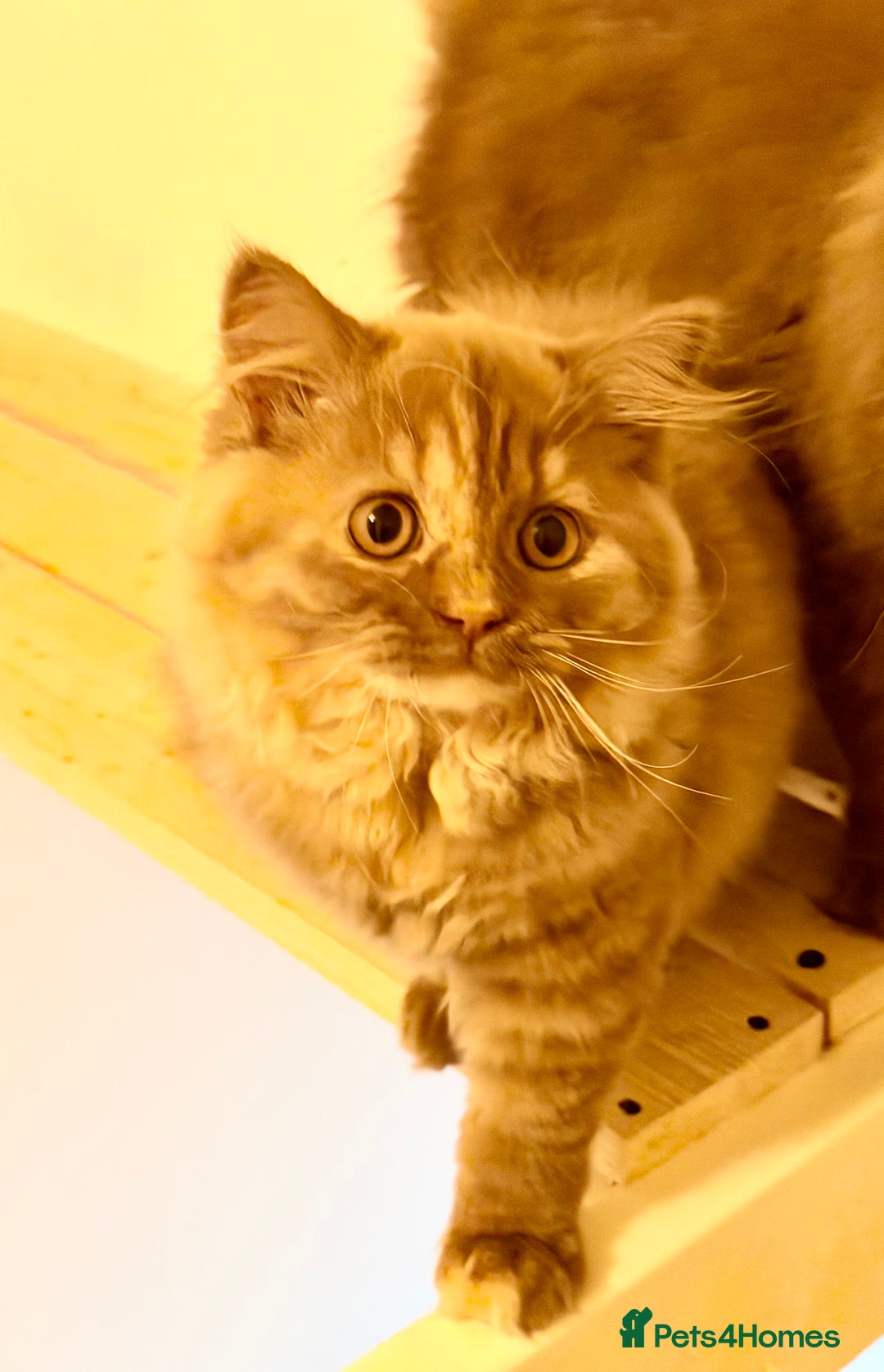 British Longhair cats for sale: Champion line kittens with excellent pedigrees - Advert 8