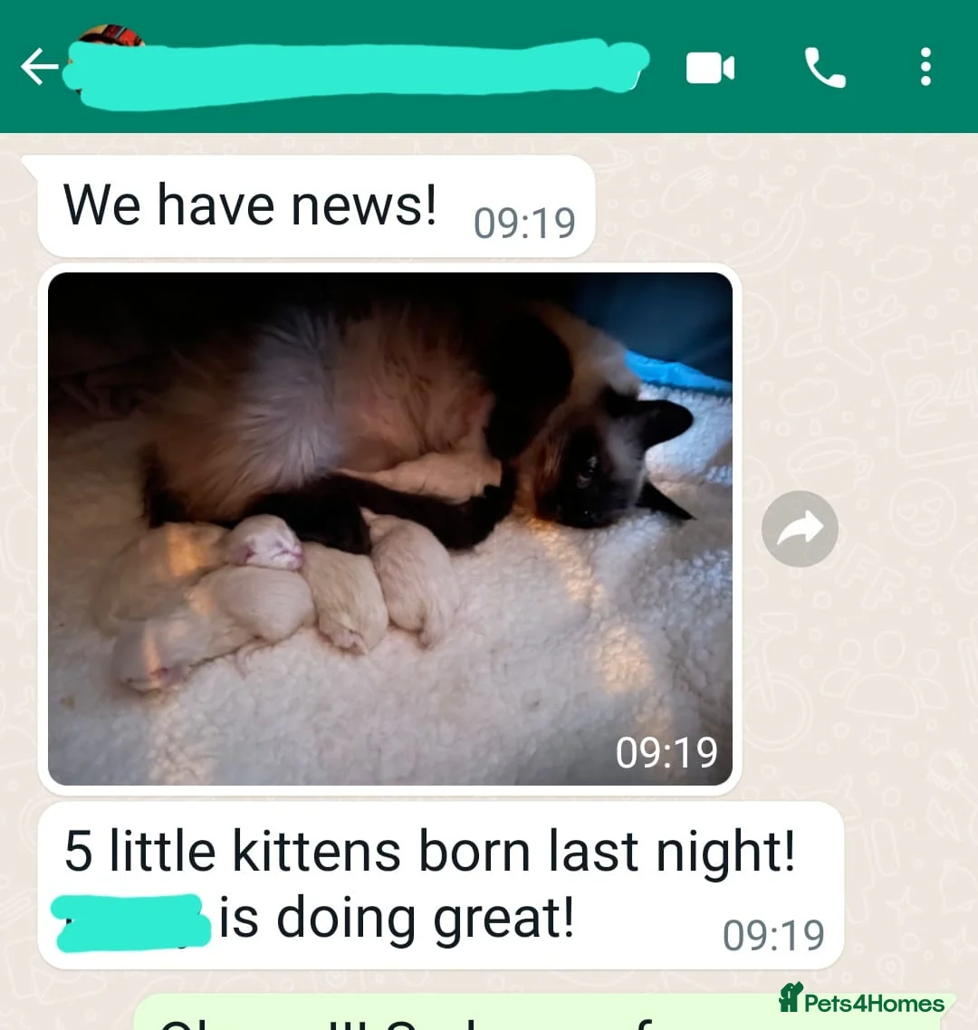 Ragdoll cats for stud: GCCF/TICA Active ragdoll stud. 3 visits in Farnborough - Advert 7