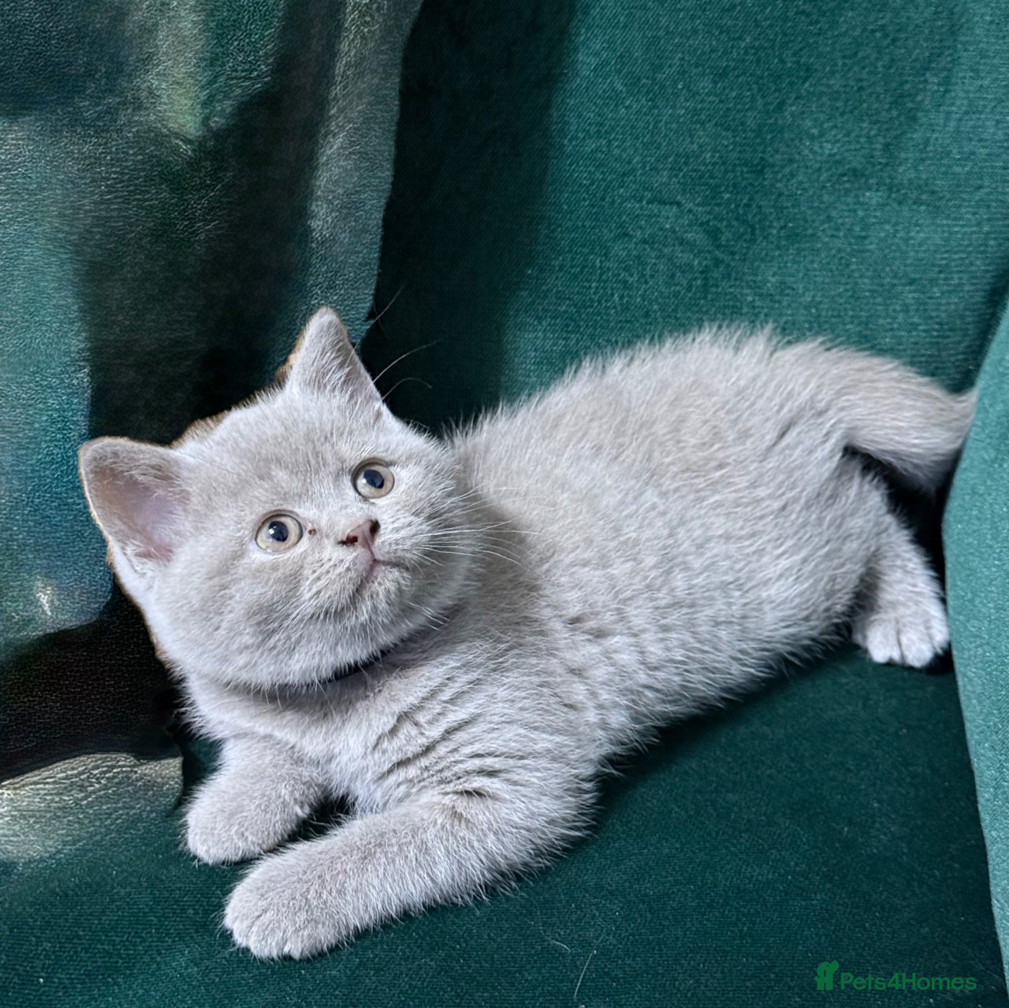 British Shorthair cats Exceptional BSH kittens  - Advert 2