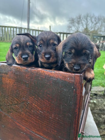 Dachshund dogs - Advert 1