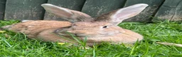 Continental Giant rabbits for sale: 💖 Pure bred continental giants💖 - Advert 6