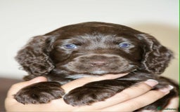 Cockapoo dogs for sale: Adorable Cockerpoo puppies F1B - Image 6