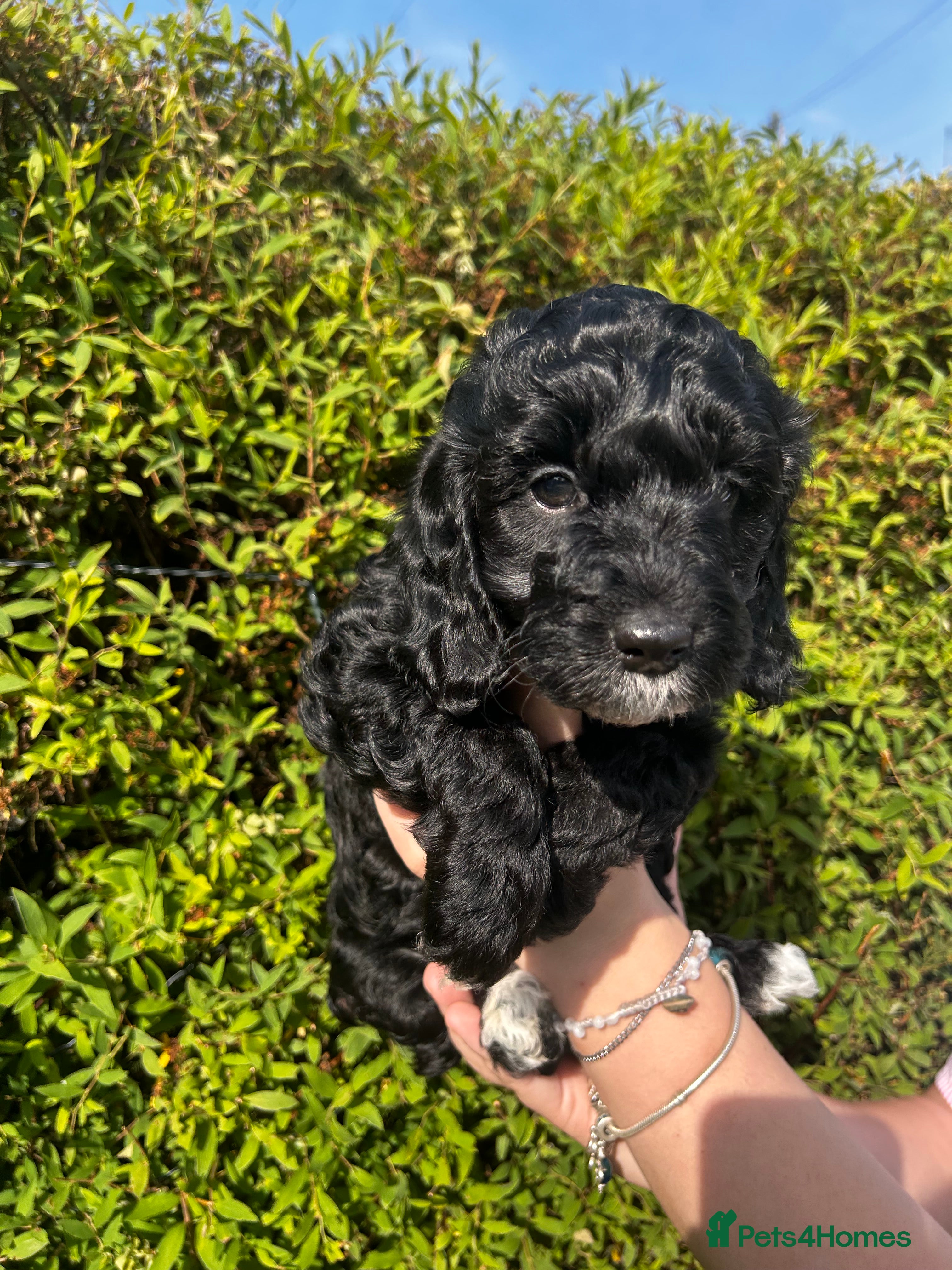 Sproodle dogs for sale: Sproodle puppies  in Accrington - Advert 10