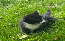 Mixed Breed cats for sale: Adorable kitty For black cat lovers  - Image 11
