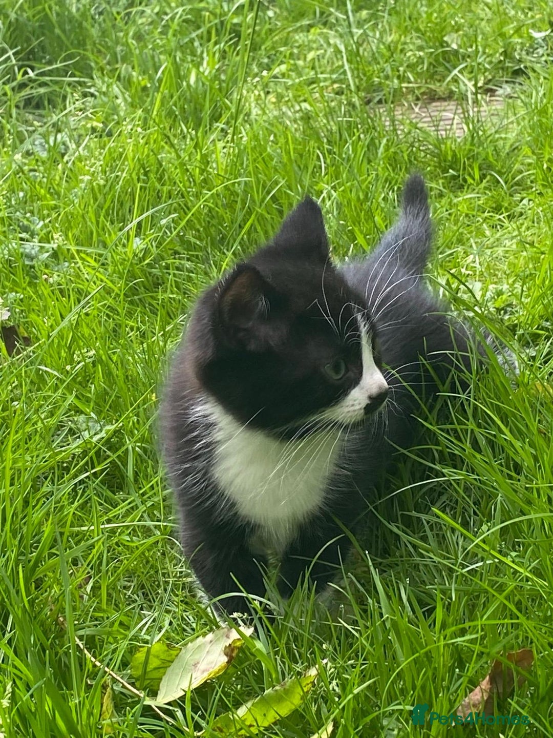 Mixed Breed cats for sale: Adorable kitty For black cat lovers  - Image 11