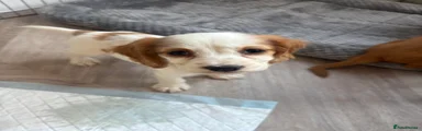 Annie 