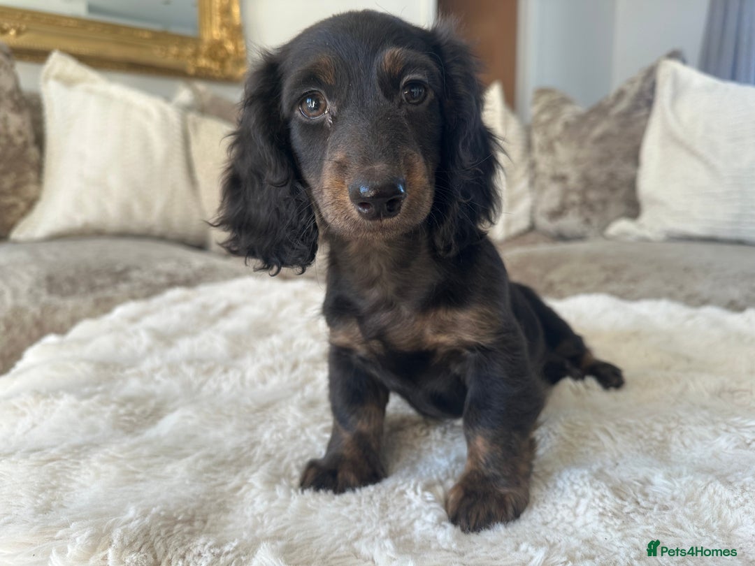 Miniature Dachshund dogs for sale: ** miniature long haired dachshunds ** in Upminster - Image 19