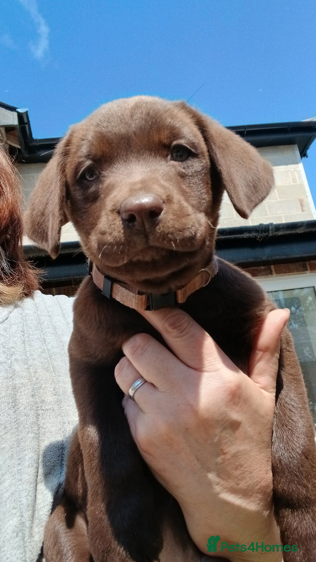 Labrador Retriever dogs for sale: **READY NOW**CHOCOLATE LAB PUPS - Image 7