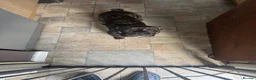 French Bulldog dogs for sale: French bulldog needs new loving home in Solihull - Advert 9
