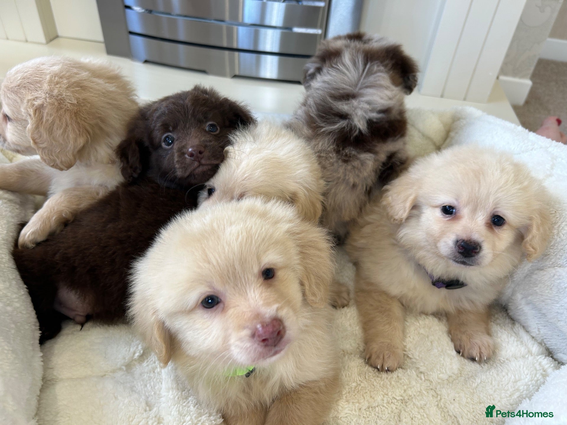 Mixed Breed dogs Pomapoos  - Advert 1