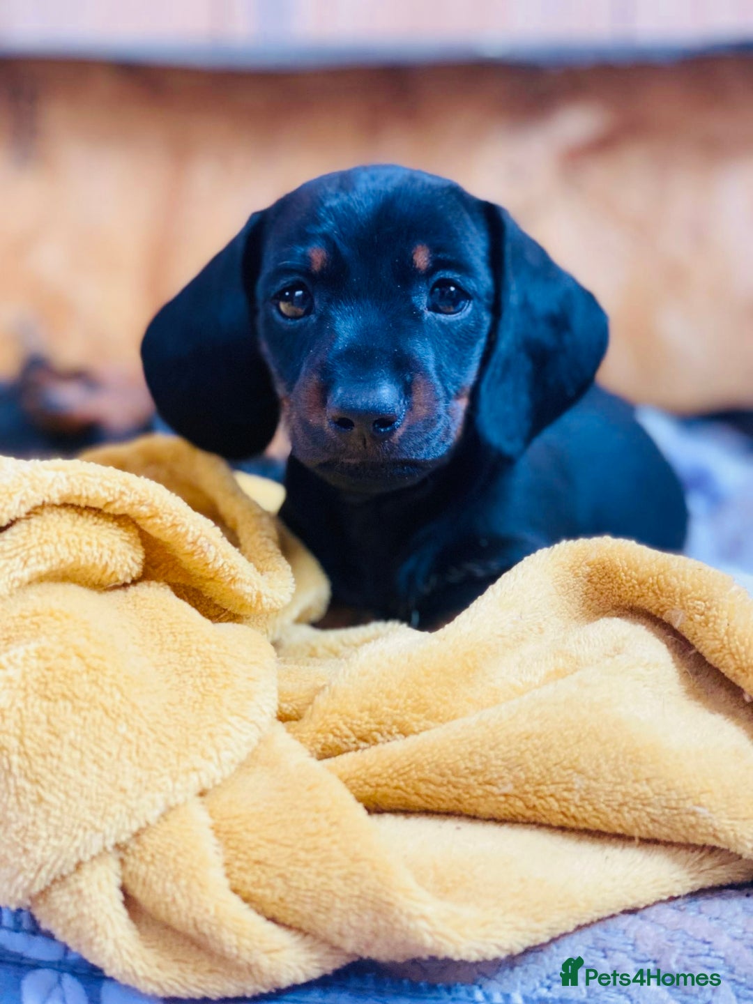 Miniature Dachshund dogs for sale: Wow what a stunning litter - Image 15