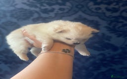Pomeranian dogs for sale: White KENNEL CLUB Registered CHAMPION Bloodlines - Image 20