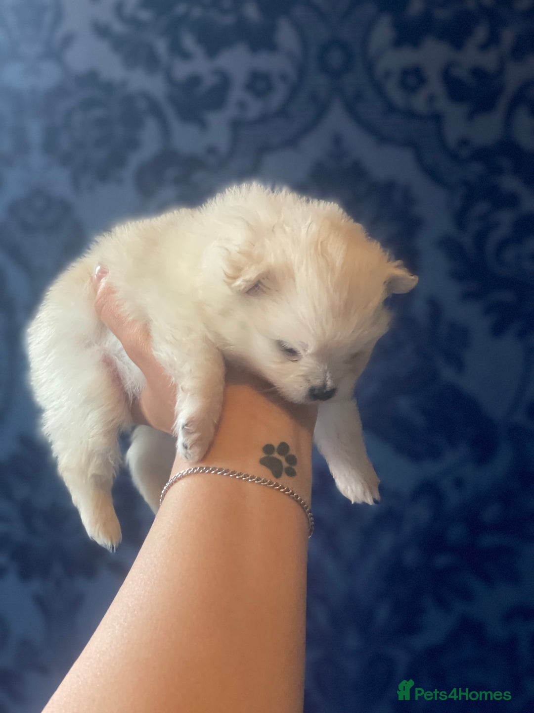 Pomeranian dogs for sale: White KENNEL CLUB Registered CHAMPION Bloodlines - Image 20