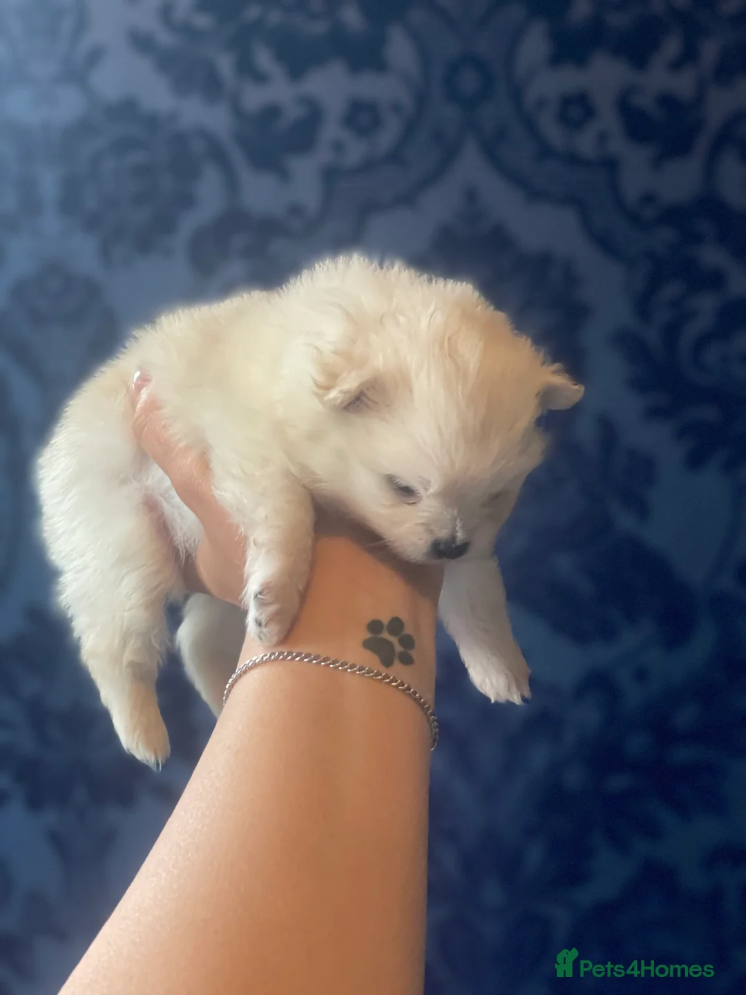 Pomeranian dogs for sale: White KENNEL CLUB Registered CHAMPION Bloodlines - Advert 16