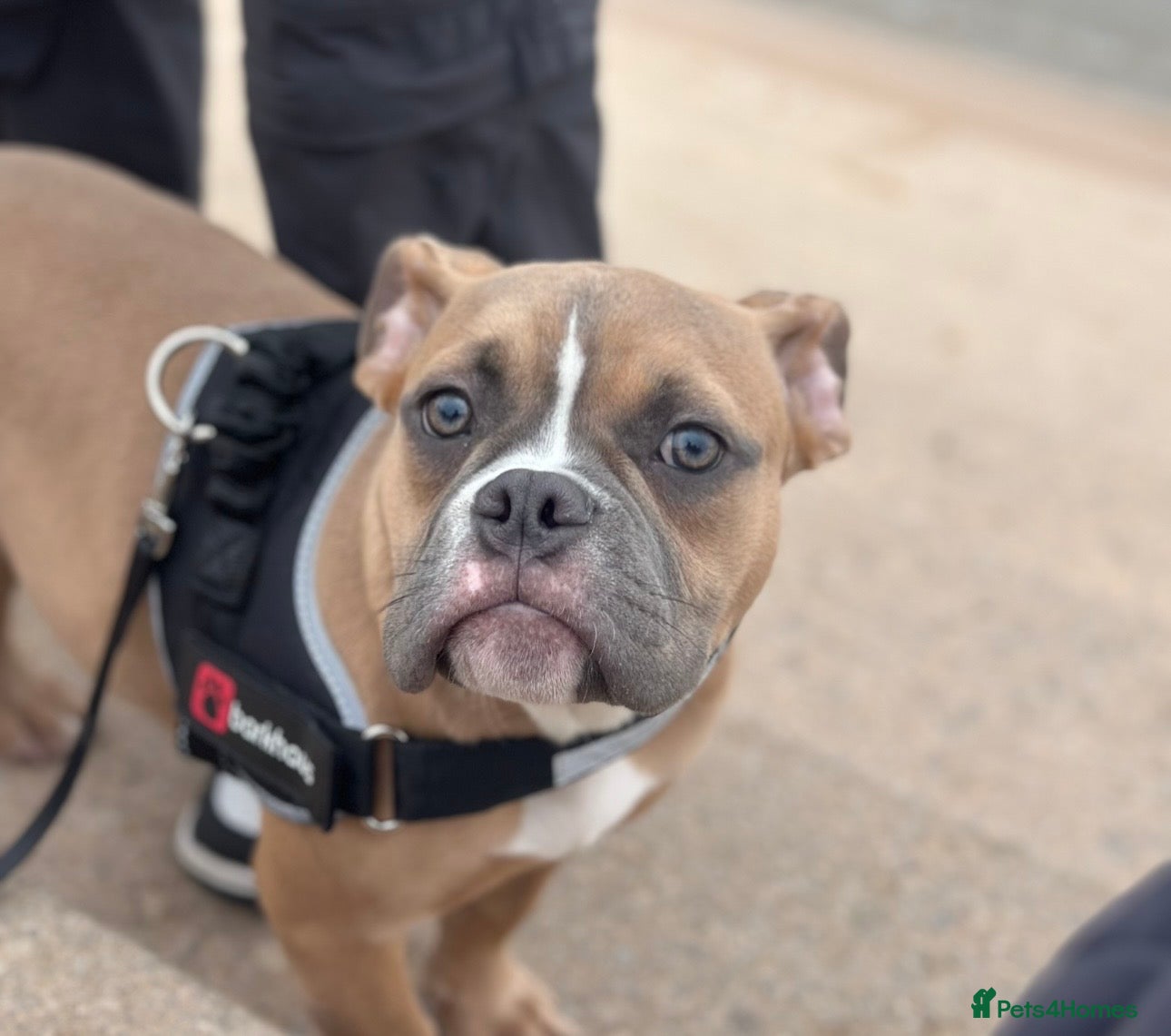 American Bully dogs Masked fawn pocket bully pup  - Advert 1