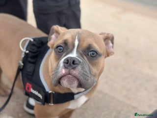 American Bully dogs Masked fawn pocket bully pup - Advert 1