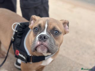 American Bully dogs Masked fawn pocket bully pup - Advert 11