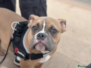 American Bully dogs Masked fawn pocket bully pup - Advert 15