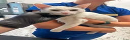 Mixed Breed cats for adoption: Tano for adoption in Doncaster - Advert 3