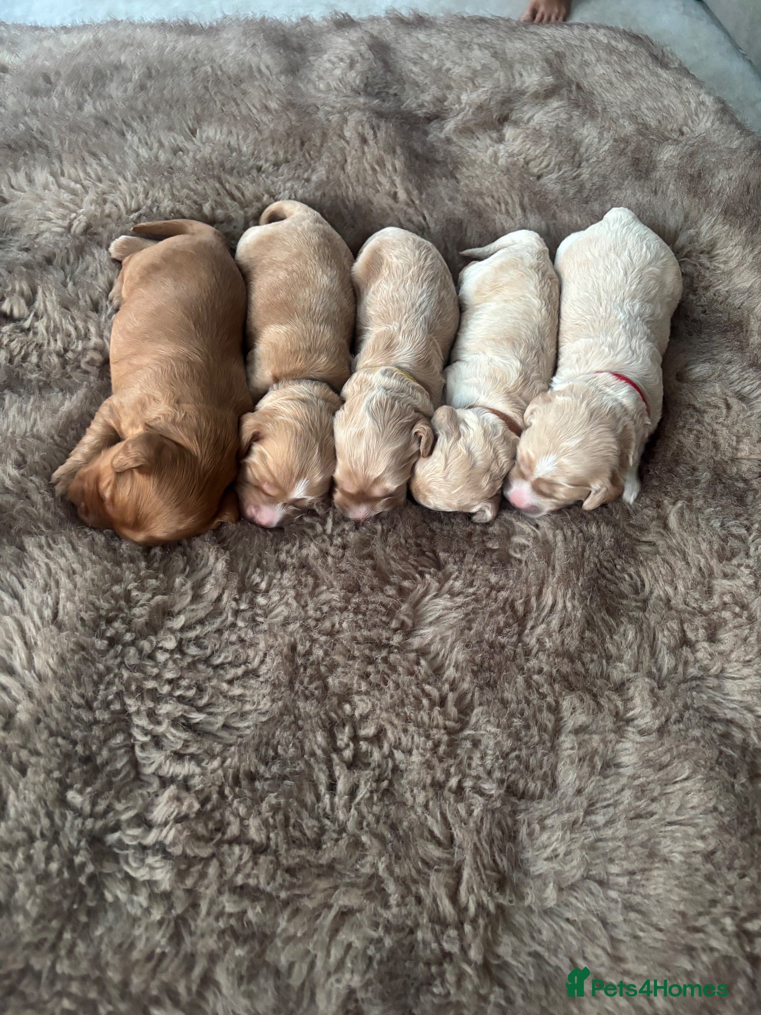 Cockapoo dogs Cockapoo Puppies  - Advert 9