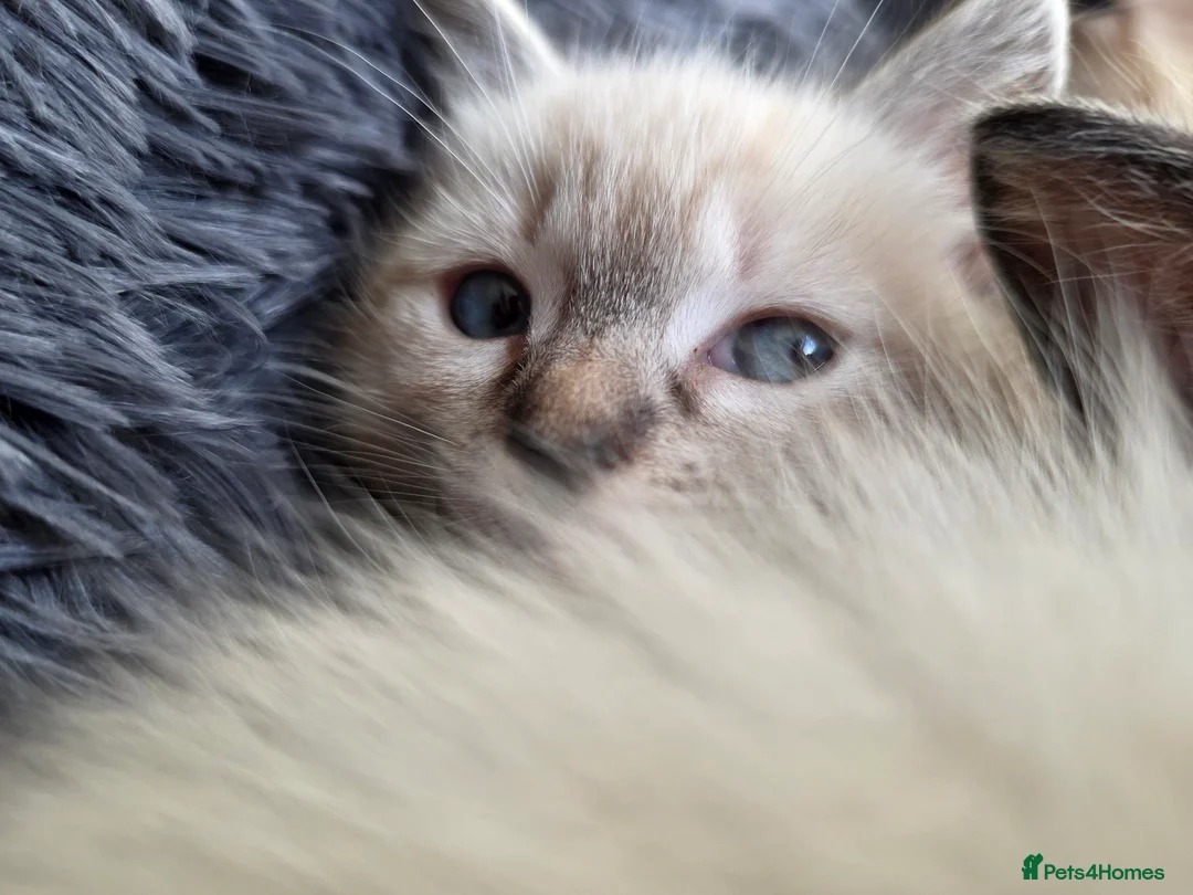 Ragdoll cats for sale: Ragdoll Cross Kittens  - Advert 4