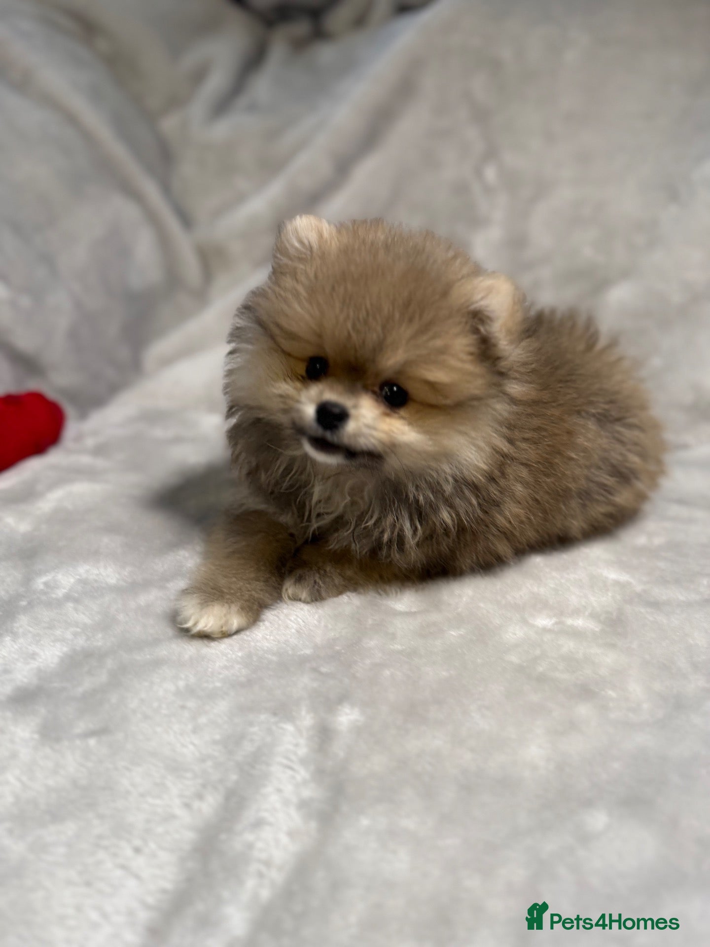 Pomeranian dogs 🐾 Gorgeous🐾 Teddy Bear Faced Pomeranian Boy 🐾 - Advert 9